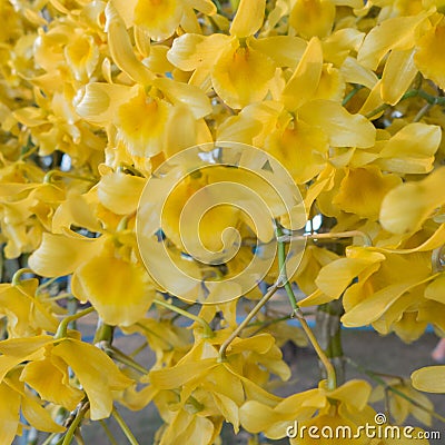 à¹à¹Yellow Bloom Dendrobium friedericksianum orchids Stock Photo